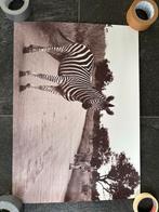 Antieke Zebra Poster - 50-70cm, Ophalen of Verzenden, Gebruikt