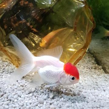 Carrasius auratus  beschikbaar voor biedingen