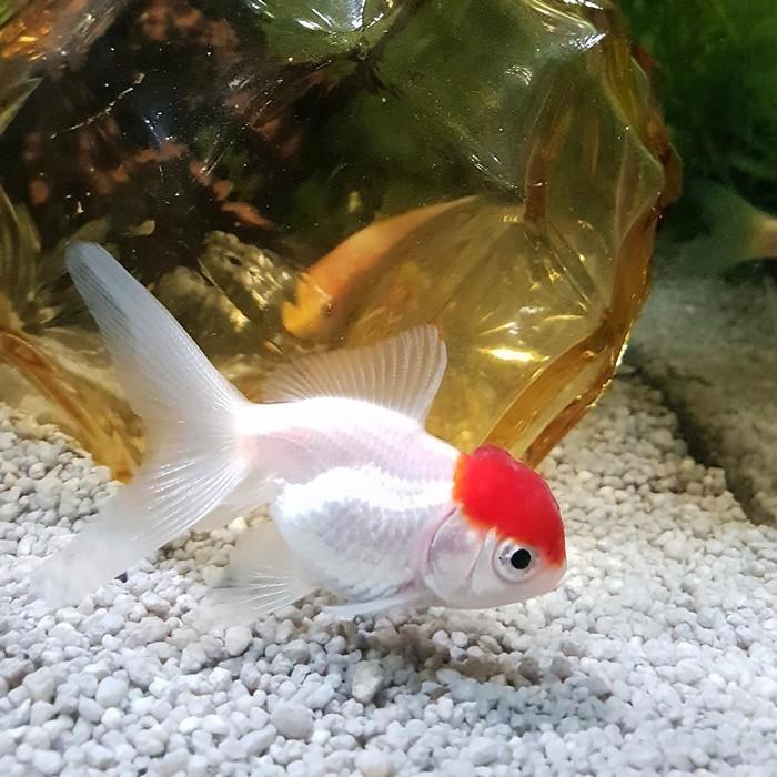 Carrasius auratus, Dieren en Toebehoren, Vissen | Aquariumvissen, Vis