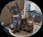 2 lieve raszuivere  brits korthaar kittens 2x geent met chip, Dieren en Toebehoren, Katten en Kittens | Raskatten | Korthaar, Meerdere dieren