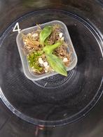 Philodendron Gloriosum Tricolor TC, Ophalen of Verzenden