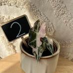 Alocasia polly pink variegata, Huis en Inrichting, Kamerplanten, Ophalen of Verzenden, Halfschaduw, Minder dan 100 cm