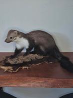 Opgezetten steenmater, Verzamelen, Dierenverzamelingen, Ophalen of Verzenden, Wild dier, Opgezet dier