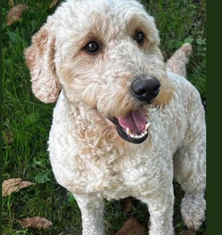 Zeer lieve labradoodle, Dieren en Toebehoren, Honden | Retrievers, Spaniëls en Waterhonden, Teef, Labrador retriever, Particulier