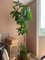 Pachira Aquatica - Geldboom - 200cm, Ophalen, 200 cm of meer, Overige soorten, Halfschaduw
