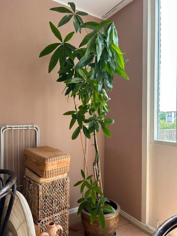 Pachira Aquatica - Geldboom - 200cm beschikbaar voor biedingen