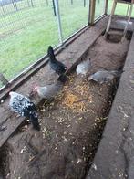 Hollandse kriel kippen, Dieren en Toebehoren, Pluimvee, Meerdere dieren, Kip