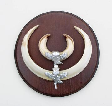 Groot schild tanden EVERZWIJN / WILD ZWIJN - ref. O beschikbaar voor biedingen