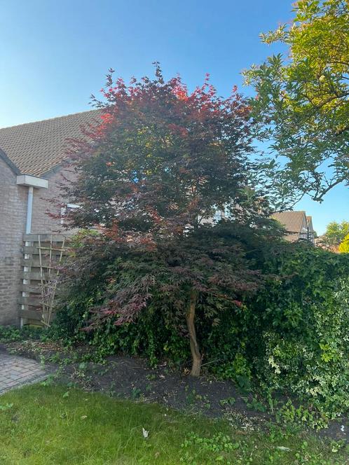 Japanse Esdoorn te koop, Tuin en Terras, Planten | Bomen, Overige soorten, Halfschaduw, Bloeit niet, Ophalen of Verzenden