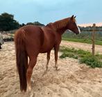 Lieve D pony ( beginnerspony), Dieren en Toebehoren, Pony's, Ruin
