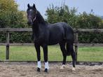 2,5-jarige lieve en mensgerichte ruin Tinus, Dieren en Toebehoren, Paarden, Met stamboom, Ruin, Dressuurpaard, 0 tot 2 jaar