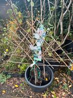 3 Leiperenboompjes 'Conference' in pot, Tuin en Terras, Lente, Volle zon, Ophalen of Verzenden, 100 tot 250 cm