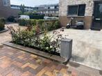 Hagen met garantie Beuk, Liguster, Laurier, Photinia, Bamboe, Tuin en Terras, Ophalen of Verzenden
