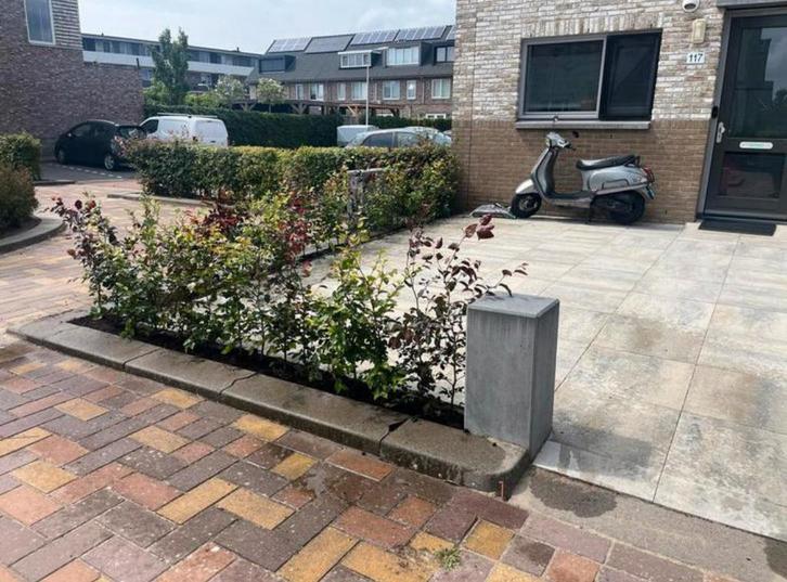 Hagen met garantie Beuk, Liguster, Laurier, Photinia, Bamboe, Tuin en Terras, Planten | Struiken en Hagen, Ophalen of Verzenden