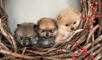 Pomeriaan pups, Dieren en Toebehoren, Rabiës (hondsdolheid), 8 tot 15 weken, Meerdere, Meerdere dieren