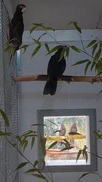 Vasa papegaaien, Vrouwelijk, Papegaai, Geringd