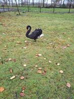 zwarte zwaan man, Dieren en Toebehoren, Pluimvee, Mannelijk, Gans of Zwaan