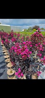 Lagerstroemia indica Raspberry Sorbet / unieke nieuwe soort‼, 250 tot 400 cm, Zomer, Zuilboom, Ophalen