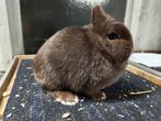 Bruine kleurdwerg voedster, Dieren en Toebehoren, Konijnen, Vrouwelijk, Dwerg, 0 tot 2 jaar