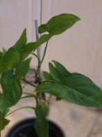 Syngonium Mojito Kamerplant - 45 cm, Huis en Inrichting, Kamerplanten, Overige soorten, In pot, Minder dan 100 cm, Groene kamerplant