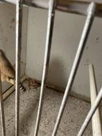 Koppel zebra vinkjes 2025, Dieren en Toebehoren, Vogels | Overige Vogels, Meerdere dieren, Tropenvogel, Tam