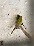 Splendid parkieten, Dieren en Toebehoren, Vogels | Overige Vogels, Meerdere dieren, Tropenvogel
