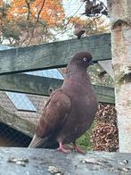 Portugese tuimelaar duivin, Vrouwelijk, Kropper