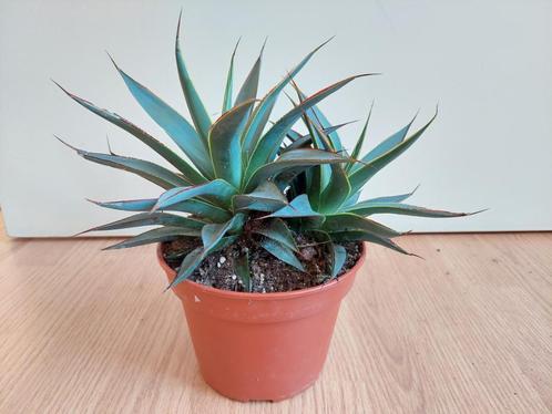 Agave Shaka Zulu - Eeuwplant (binnen of buiten) H: 27 cm., Huis en Inrichting, Kamerplanten, Vetplant, Minder dan 100 cm, Groene kamerplant