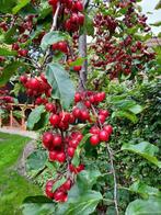 sierappelboom Malus 'Red Obelisk'  3,5 meter hoog, Tuin en Terras, Ophalen, Overige soorten