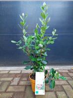 Acca Sellowiana -Braziliaanse Guave/Feijoa/Ananasguave H80cm, Ophalen, Volle zon, Vaste plant, Zomer
