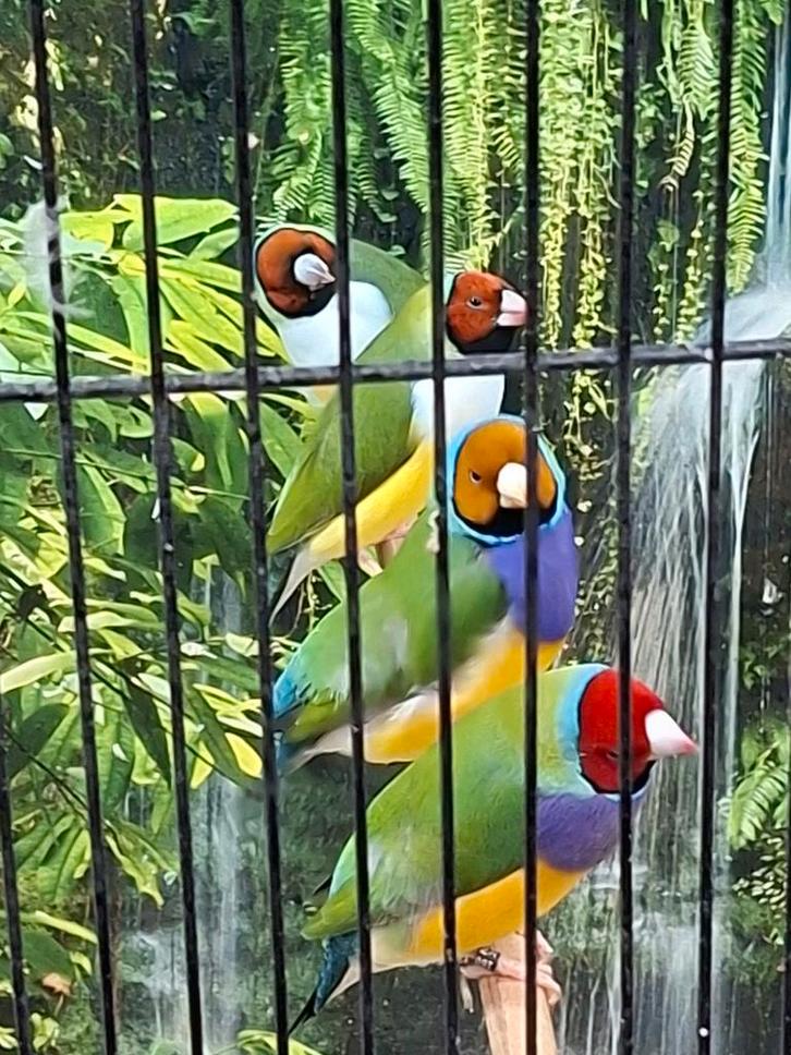 Diverse gouldamadine's, Dieren en Toebehoren, Vogels | Overige Vogels, Meerdere dieren