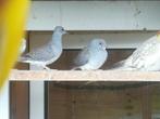 Diamantduifjes, Dieren en Toebehoren, Meerdere dieren, Overige soorten