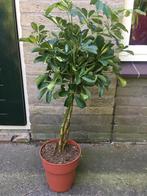 Schefflera. Vingerboom gevlochten, Overige soorten, In pot, Minder dan 100 cm, Halfschaduw