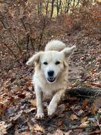 Zana is ter adoptie!, Rabiës (hondsdolheid), Handelaar, Buitenland, Teef