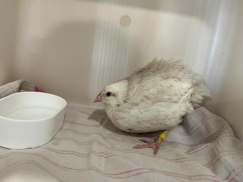 twee japanse kwartel haantjes, Dieren en Toebehoren, Pluimvee, Overige soorten, Mannelijk