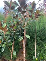 Magnolia grandifora 100 stam totaal 175/200 cm Groenblijvend, Ophalen, Bloeit niet, Halfschaduw, 100 tot 250 cm