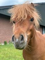Fallabelle/shetlander merrie, Dieren en Toebehoren, Pony's, Merrie, Onbeleerd, Gechipt, 3 tot 6 jaar