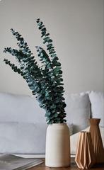 Doos eucalyptus van 38 stem, Ophalen of Verzenden, Nieuw