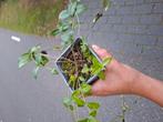 Maagdenpalm 1euro per stuk, Tuin en Terras, Ophalen, Bodembedekkers, Halfschaduw