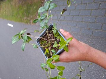 Maagdenpalm 1euro per stuk beschikbaar voor biedingen
