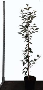 Grijsbladige Olijfwilg (Elaeagnus ebbingei) Haag - Sterk op, Overige soorten, Haag, Verzenden, 100 tot 250 cm