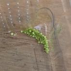 Eitjes doodshoofdvlinder Acherontia atropos, Vlinders of Rupsen