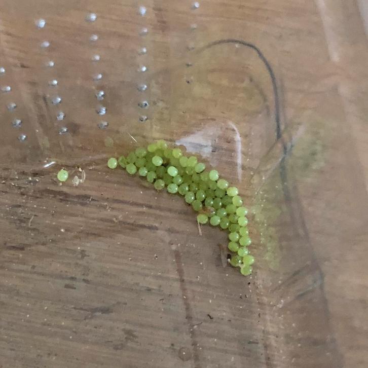 Eitjes doodshoofdvlinder Acherontia atropos, Dieren en Toebehoren, Insecten en Spinnen, Vlinders of Rupsen