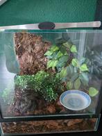 Tarantula, Dieren en Toebehoren