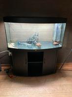 Juwel vision 260 aquarium.incl.helialux ledverlichting, Dieren en Toebehoren, Vissen | Aquaria en Toebehoren, Ophalen, Zo goed als nieuw