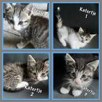Leuke kittens, Dieren en Toebehoren