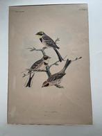 Fauna Japonica Emberiza elegans (Geelkeelgors) 1842, Ophalen of Verzenden