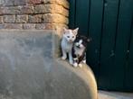 Kittens te koop, Dieren en Toebehoren, Meerdere dieren, Kortharig, 0 tot 2 jaar