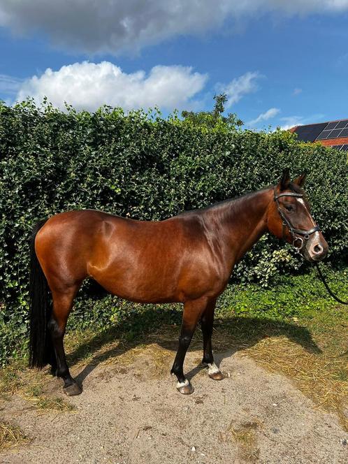 €2500 MEENEEMPRIJS!Lief projectje mag evt naar nieuw huisje!, Dieren en Toebehoren, Paarden, Ruin, B, 165 tot 170 cm, 7 tot 10 jaar