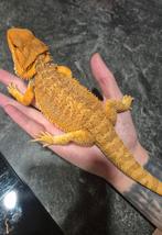 Baardagaam hypo oranje/zand(vrouwtje), Dieren en Toebehoren, Reptielen en Amfibieën, Hagedis, Tam, 0 tot 2 jaar